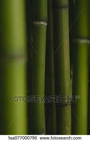 Stock Photography - Bamboo, full frame. Fotosearch
