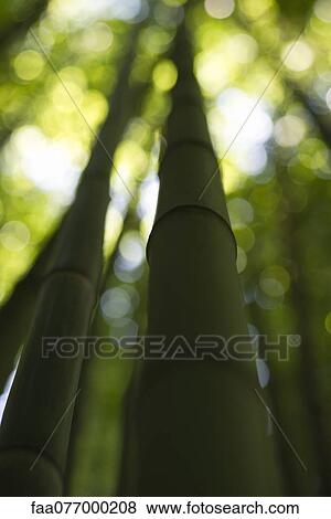 Bamboo, low angle view View Large Photo Image Stock Photo - Bamboo, low angle view. Fotosearch