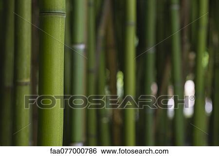 Bamboo View Large Photo Image Stock Photograph - Bamboo. Fotosearch
