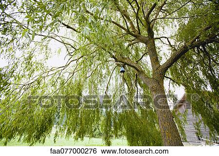 Bell hanging from tree branch View Large Photo Image Stock Photograph - Bell hanging from tree branch. Fotosearch