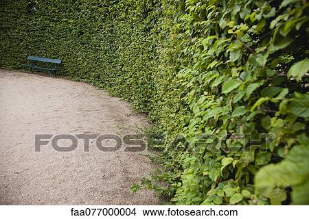 Picture - Bench along hedge in park. Fotosearch