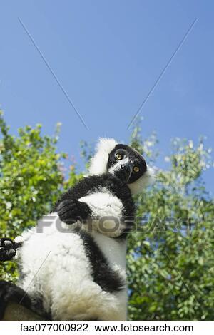 Black and white ruffed lemur (Varecia variegata) View Large Photo Image Stock Image - Black and white ruffed lemur (Varecia variegata). Fotosearch