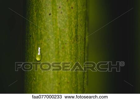 Dew drop on bamboo, close-up View Large Photo Image Stock Image - Dew drop on bamboo, close-up. Fotosearch