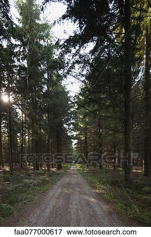 Stock Photo - Dirt road through woods. Fotosearch