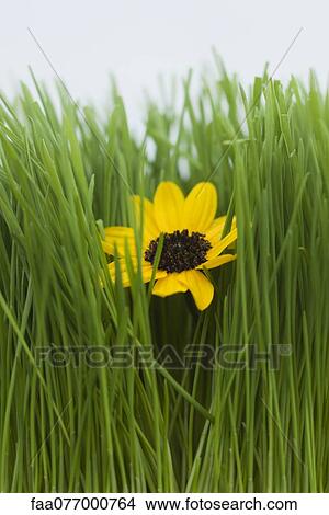 Flower growing among blades of grass View Large Photo Image Picture - Flower growing among blades of grass. Fotosearch