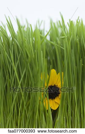 Flower peeking out from behind blades of grass View Large Photo Image Stock Image - Flower peeking out from behind blades of grass. Fotosearch