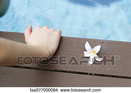 Picture - Frangipani flower. Fotosearch