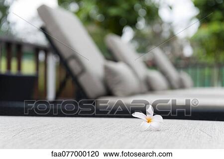 Frangipani flower View Large Photo Image Stock Image - Frangipani flower. Fotosearch