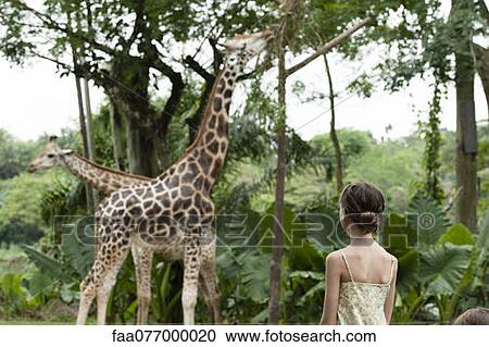 Girl watching giraffes at zoo View Large Photo Image Stock Image - Girl watching giraffes at zoo. Fotosearch