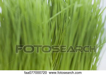 Grass, close-up View Large Photo Image Stock Image - Grass, close-up. Fotosearch