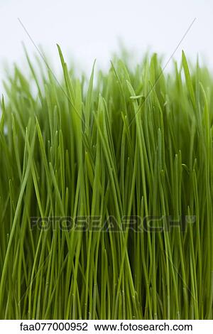 Stock Image - Grass, close-up. Fotosearch