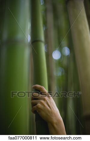 Stock Image - Hand touching bamboo. Fotosearch