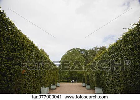 Stock Image - Hedges lining path in park. Fotosearch