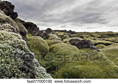 Stock Image - Iceland, moss-covered lava field. Fotosearch