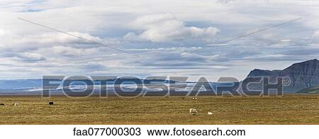 Stock Image - Iceland, panoramic view of sheep grazing in pasture with glacier in background. Fotosearch