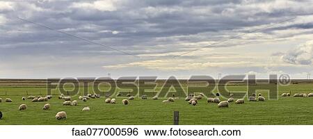 Stock Photograph - Iceland, panoramic view of sheep grazing in field. Fotosearch