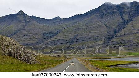 Iceland, sheep crossing road in mountainous landscape View Large Photo Image Stock Photo - Iceland, sheep crossing road in mountainous landscape. Fotosearch