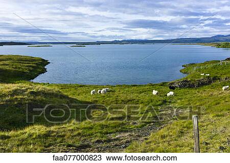 Iceland, sheep grazing by lake View Large Photo Image Stock Image - Iceland, sheep grazing by lake. Fotosearch