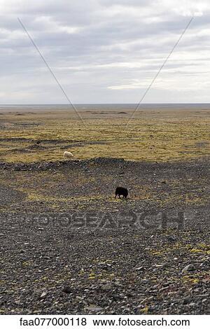 Iceland, sheep grazing in semi-barren landscape View Large Photo Image Stock Photo - Iceland, sheep grazing in semi-barren landscape. Fotosearch