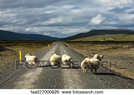 Stock Photograph - Iceland, sheep running on gravel road, rear view. Fotosearch