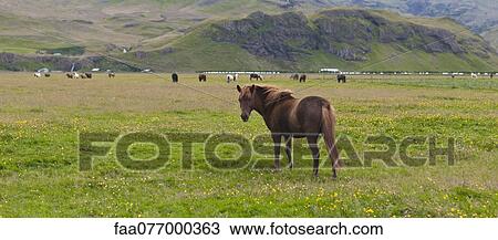Stock Image - Icelandic horse in pasture, Iceland. Fotosearch