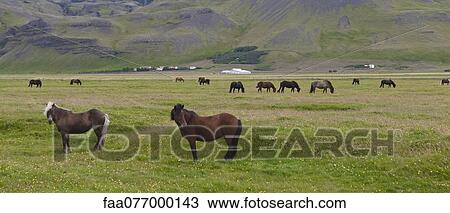 Stock Image - Icelandic horses grazing in pasture, Iceland. Fotosearch