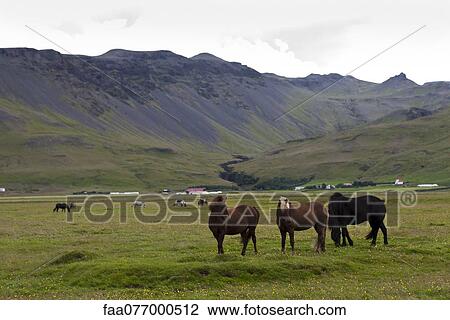 Stock Image - Icelandic horses grazing in pasture with mountains in the background, Iceland. Fotosearch