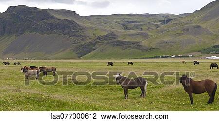 Stock Image - Icelandic horses grazing in pasture, Iceland. Fotosearch