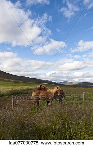 Stock Photography - Icelandic horses in pasture, Iceland. Fotosearch