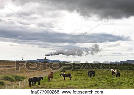 Stock Photo - Icelandic horses in pasture with geothermal steam visible in background, Iceland. Fotosearch