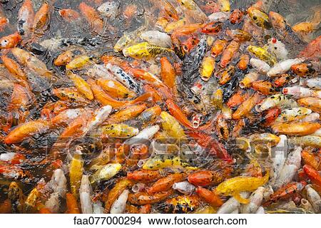 Picture - Koi carp swimming at surface of water, full frame. Fotosearch