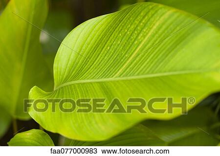 Leaf, close-up View Large Photo Image Stock Image - Leaf, close-up. Fotosearch