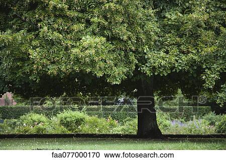Stock Image - Linden tree. Fotosearch