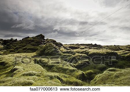 Moss-covered lava field, Iceland View Large Photo Image Stock Image - Moss-covered lava field, Iceland. Fotosearch