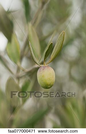 Stock Image - Olive growing on tree. Fotosearch