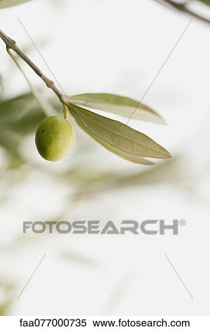 Stock Photography - Olive growing on tree. Fotosearch