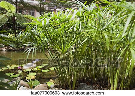 Papyrus growing at edge of pond View Large Photo Image Stock Image - Papyrus growing at edge of pond. Fotosearch