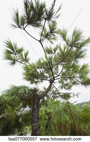 Stock Photo - Pine tree. Fotosearch