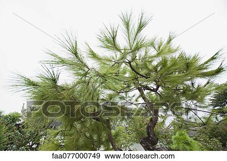 Stock Photo - Pine tree. Fotosearch