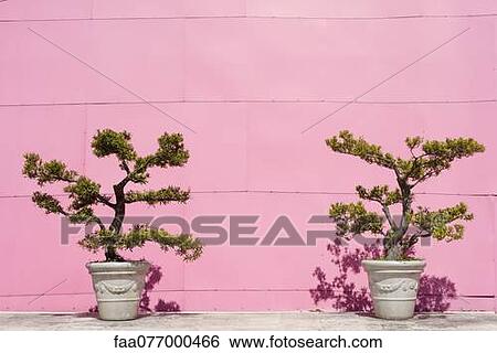 Potted bonsai trees against pink wall View Large Photo Image Stock Photograph - Potted bonsai trees against pink wall. Fotosearch