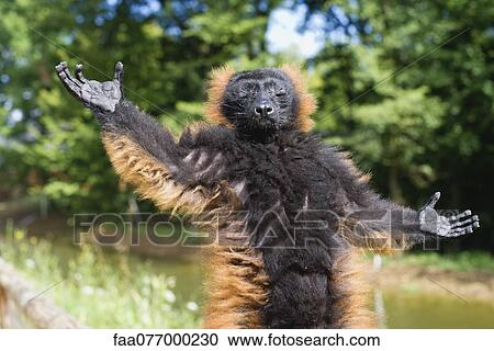 Red ruffed lemur (Varecia rubra) View Large Photo Image Stock Image - Red ruffed lemur (Varecia rubra). Fotosearch