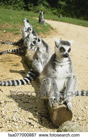 Ring-tailed lemurs (Lemur catta) lined up on log View Large Photo Image Stock Photo - Ring-tailed lemurs (Lemur catta) lined up on log. Fotosearch