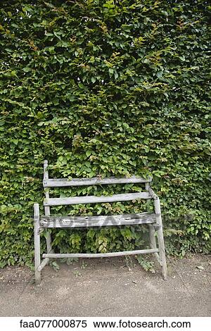 Rustic wooden bench in front of large hedge View Large Photo Image Stock Photography - Rustic wooden bench in front of large hedge. Fotosearch