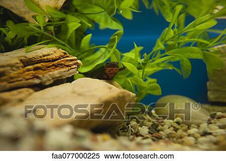 Stock Photography - Salamander in aquarium. Fotosearch