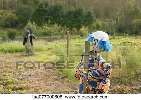 Stock Photo - Scarecrow in garden. Fotosearch
