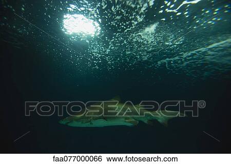 Stock Photograph - Shark in aquarium. Fotosearch