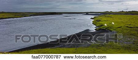 Stock Photo - Sheep grazing at water's edge in rural landscape, Iceland. Fotosearch