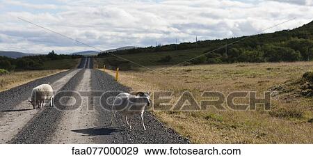 Stock Photo - Sheep walking on gravel road, Iceland. Fotosearch