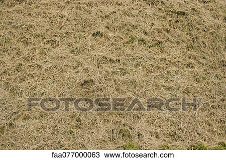 Stock Image - Straw, full frame. Fotosearch