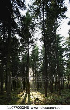 Sunlight shining through trees in forest View Large Photo Image Stock Photo - Sunlight shining through trees in forest. Fotosearch